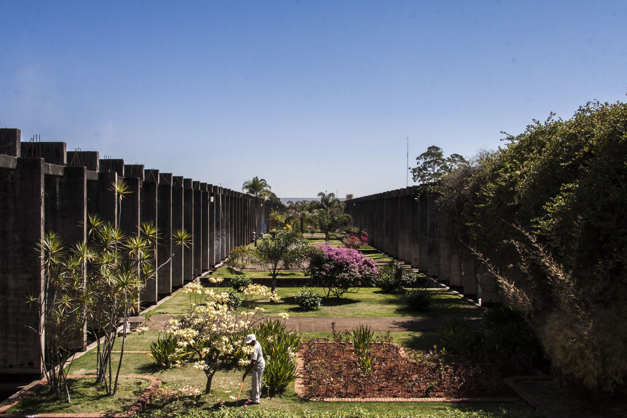 Jardineiro cuidando dos canteiros floridos do jardim entre as alas do Instituto Central de Ciências