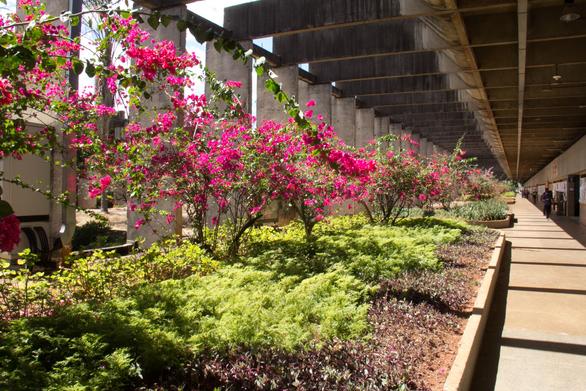 Primaveras cor-de-rosa floridas no canteiro que acompanha o corredor do Instituto Central de Ciências